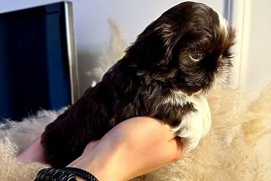 Szczeniaki shih tzu rezerwacja, Świętokrzyskie, Kielce