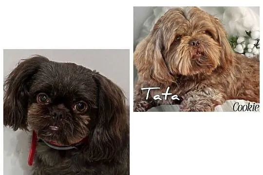 Szczeniaki shih tzu rezerwacja, Świętokrzyskie, Kielce