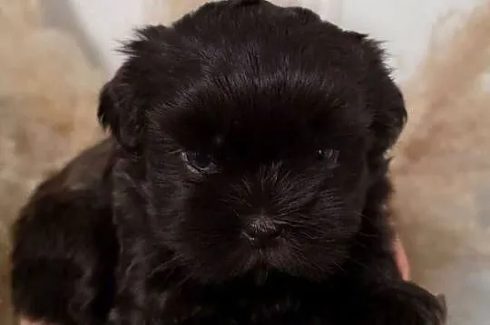 Szczeniaki shih tzu rezerwacja, Świętokrzyskie, Kielce