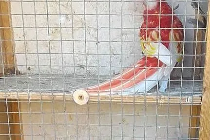 Rozelle białolice para