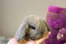 mini lop króliczek miniaturka karzełek