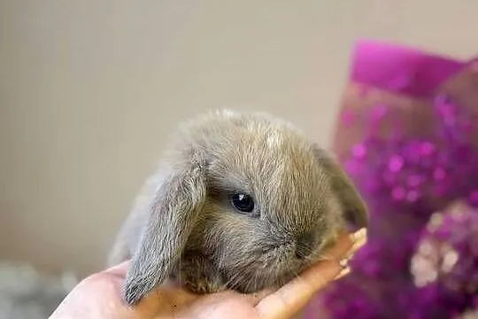 mini lop króliczek miniaturka karzełek