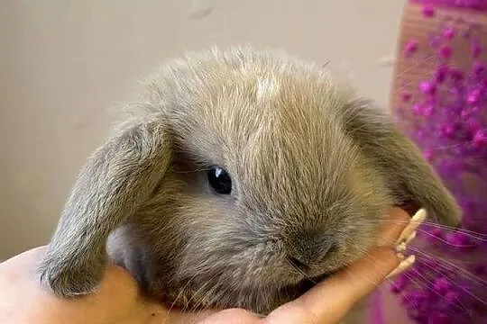 mini lop króliczek miniaturka karzełek, Małopolskie, Wadowice