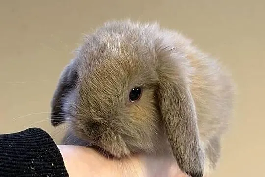 mini lop króliczek miniaturka karzełek, Małopolskie, Wadowice