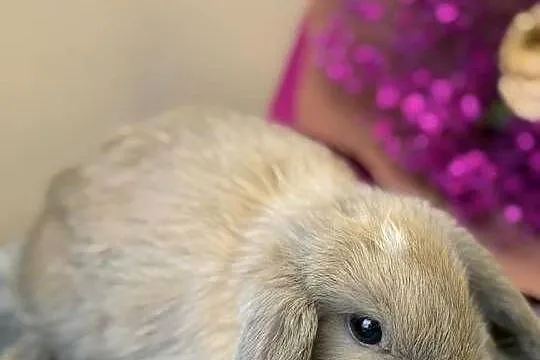 mini lop króliczek miniaturka karzełek, Małopolskie, Wadowice