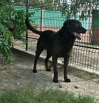 Starszy, kontaktowy piesek czeka na adopcję, , Wojtyszki