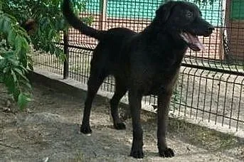 Starszy, kontaktowy piesek czeka na adopcję, , Wojtyszki