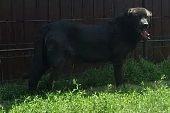 Starszy, kontaktowy piesek czeka na adopcję, , Wojtyszki
