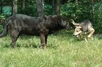 Starszy, kontaktowy piesek czeka na adopcję, , Wojtyszki