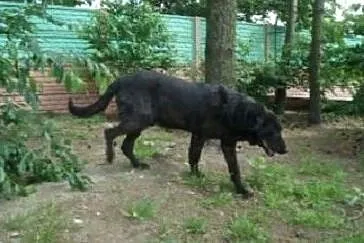 Starszy, kontaktowy piesek czeka na adopcję, , Wojtyszki