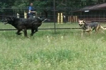 Starszy, kontaktowy piesek czeka na adopcję, , Wojtyszki
