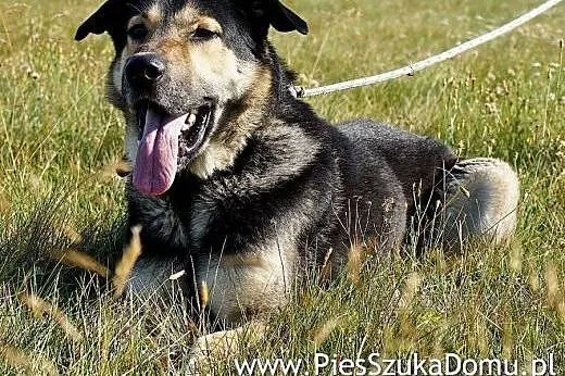 Azor - duży, pilnujący - Fundacja Pies Szuka Domu,