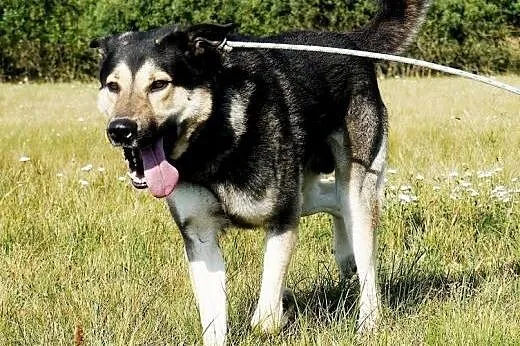 Azor - duży, pilnujący - Fundacja Pies Szuka Domu,