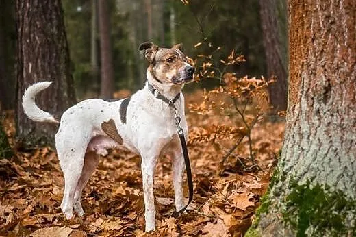 KUMPEL inteligentny, dorosły pies,  dolnośląskie W