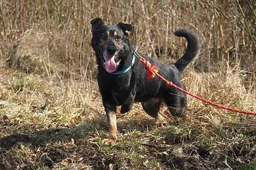 Weteran – sympatyczny trójłapek do adopcji!,  łódzkie Łódź