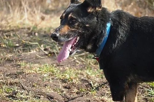 Weteran – sympatyczny trójłapek do adopc
