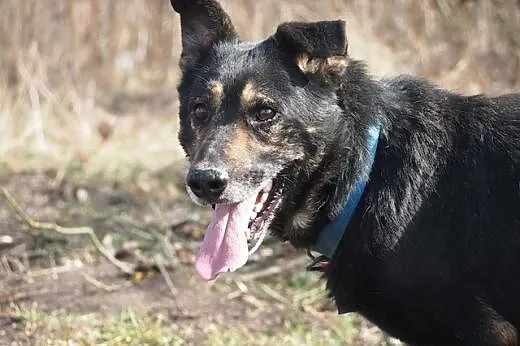 Weteran – sympatyczny trójłapek do adopc