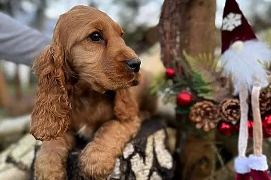 Piękny złoty piesek Cocker Spaniel Angielski z rodowodem wielopokoleniowym, Małopolskie, Miechów
