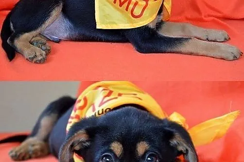 Lolo - fantastyczny maluch! :)
