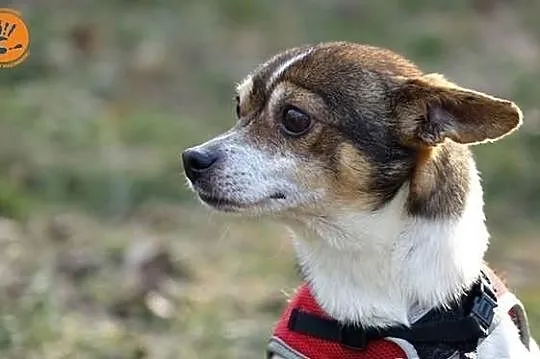 Gizmo...Skrzywdzony Maluszek potrzebuje odrobinkę serca...