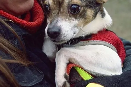 Gizmo...Skrzywdzony Maluszek potrzebuje odrobinkę 