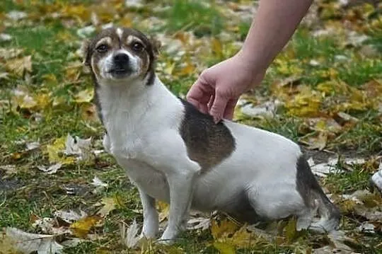 Gizmo...Skrzywdzony Maluszek potrzebuje odrobinkę 