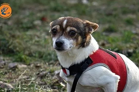 Gizmo...Skrzywdzony Maluszek potrzebuje odrobinkę 