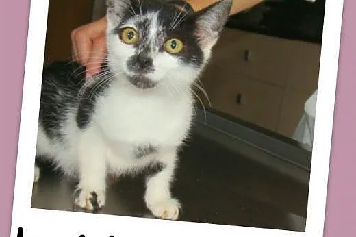 Kocurki i kociczki czarno-białe, wiek 2,5 m-ca.Adopcja,  dolnośląskie Wrocław