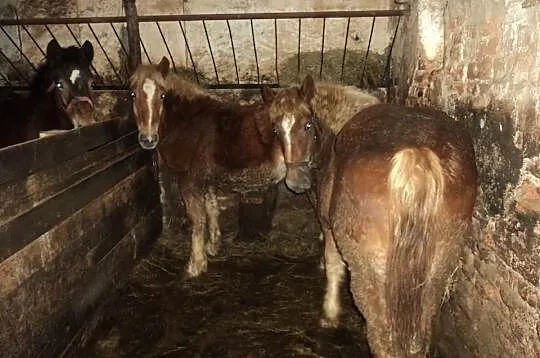Sprzedam zrebowki ładnej budowy