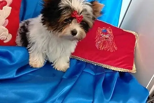 Mini samczyk ok.1.30-1.50 kg Biewer Yorkshire terrier