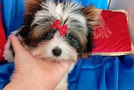 Mini samczyk ok.1.30-1.50 kg Biewer Yorkshire terrier, Śląskie, Orzesze