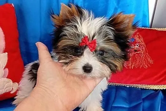Mini samczyk ok.1.30-1.50 kg Biewer Yorkshire terrier, Śląskie, Orzesze