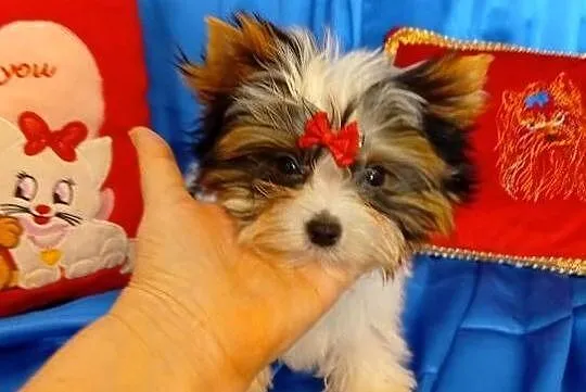Mini samczyk ok.1.30-1.50 kg Biewer Yorkshire terrier, Śląskie, Orzesze