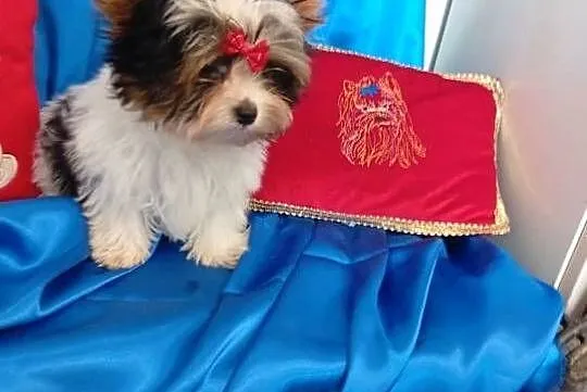 Mini samczyk ok.1.30-1.50 kg Biewer Yorkshire terrier, Śląskie, Orzesze