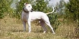 Nero piekny amstaff szuka domu, Amstaff cała Pols