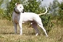 Nero piekny amstaff szuka domu, Amstaff cała Polska