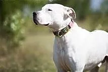 Nero piekny amstaff szuka domu,  Amstaff cała Pols