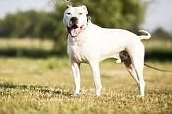 Nero piekny amstaff szuka domu,  Amstaff cała Pols