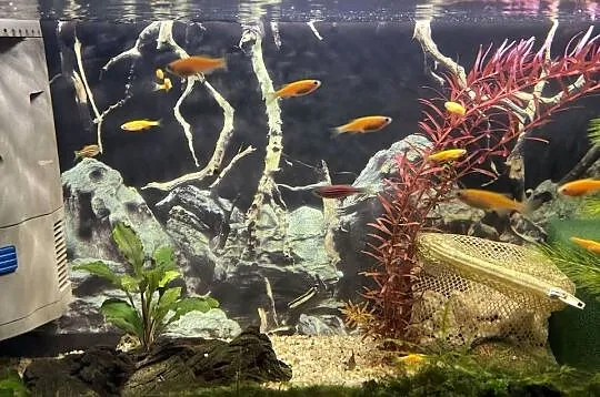 Danio Fluo Pomaranczowe, Śląskie, Sosnowiec