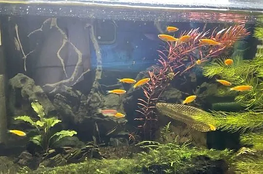 Danio Fluo Pomaranczowe, Śląskie, Sosnowiec