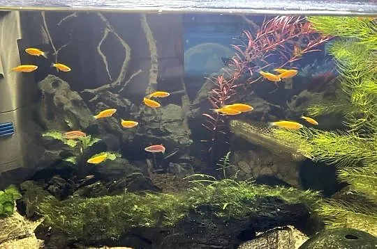 Danio Fluo Pomaranczowe, Śląskie, Sosnowiec