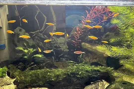Danio Fluo Pomaranczowe, Śląskie, Sosnowiec