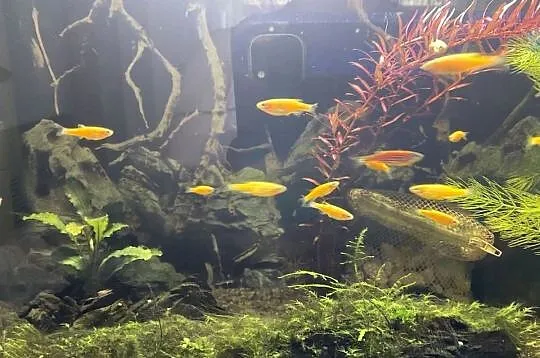 Danio Fluo Pomaranczowe, Śląskie, Sosnowiec