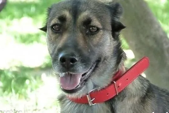 Wesoła spokojna sunia poleca się do adopcji pokochaj ją