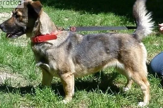 Wesoła spokojna sunia poleca się do adopcji pokochaj ją, , Wrocław