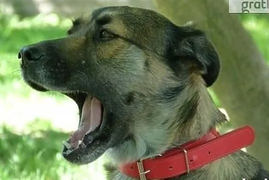 Wesoła spokojna sunia poleca się do adopcji pokochaj ją, , Wrocław