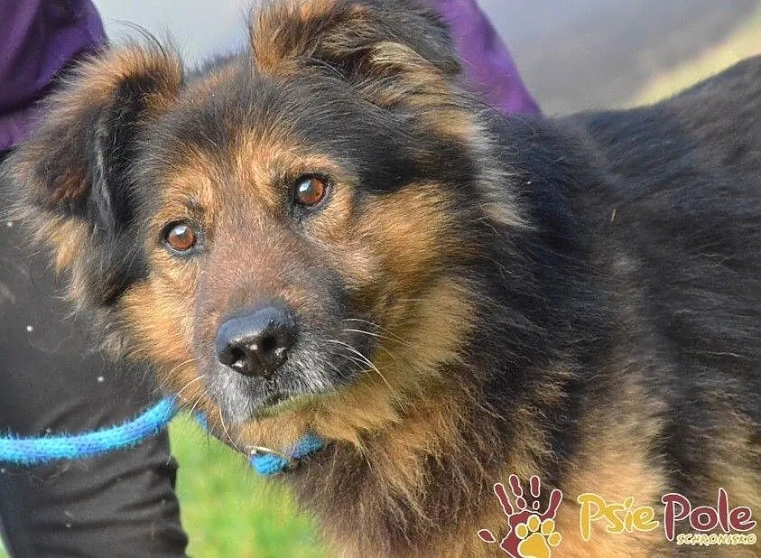 SZEFUŃCIO-bystry, czujny, inteligentny psiak szuka domu, adopcja, Małopolskie, Kraków