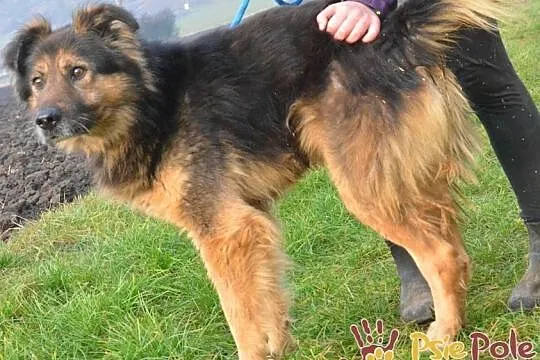 SZEFUŃCIO-bystry, czujny, inteligentny psiak szuka domu, adopcja, Małopolskie, Kraków