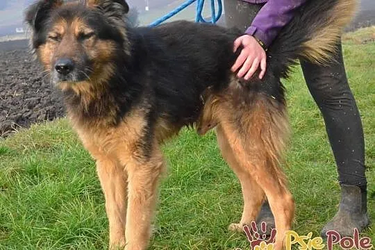 SZEFUŃCIO-bystry, czujny, inteligentny psiak szuka domu, adopcja, Małopolskie, Kraków