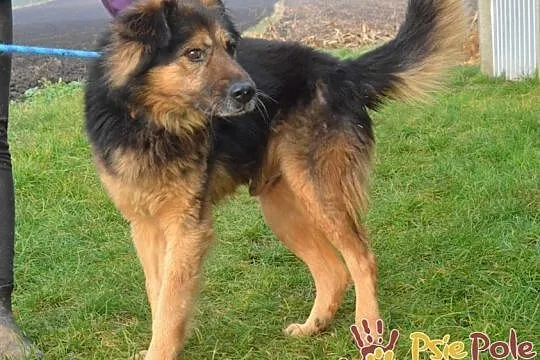 SZEFUŃCIO-bystry, czujny, inteligentny psiak szuka domu, adopcja, Małopolskie, Kraków